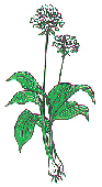 Wild Garlic
