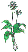 Wild garlic plant